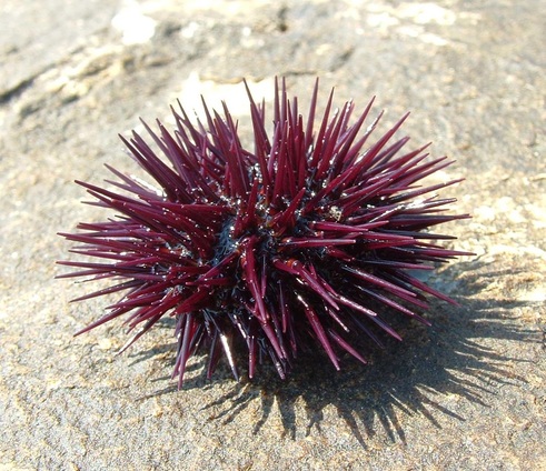 Sea Urchin - Digestive System: Evolution & Classification