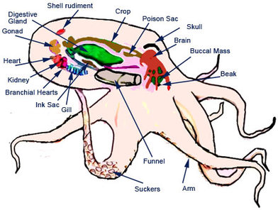 Octopus - Digestive System: Evolution & Classification