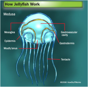 Jellyfish - Digestive System: Evolution & Classification