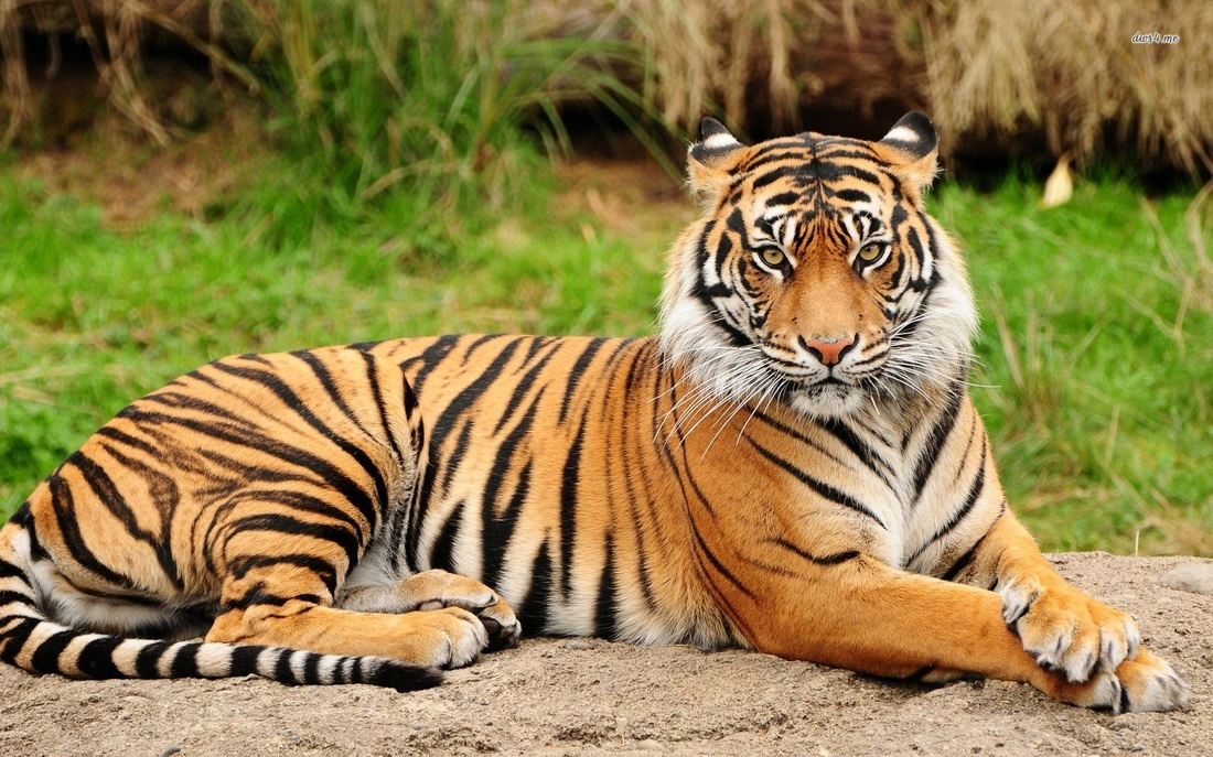 Tiger - Digestive System: Evolution & Classification