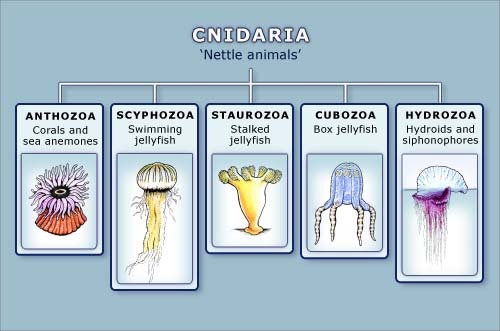 Cnidaria (Gentilella) - Digestive System: Evolution & Classification